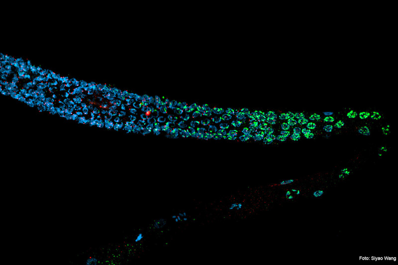 Densely packed DNA in female worms